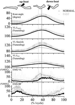 Muscle-Tendon Interaction During Human Dolphin-Kick Swimming